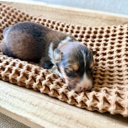 Dasher - Red male Pembroke Welsh Corgi puppy in Payson, Utah from Spring Creek Aussies + Corgis