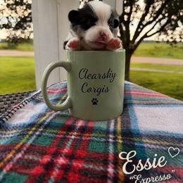 Essie - Black and tan female Pembroke Welsh Corgi puppy in Rose, Nebraska from Clearsky Corgis