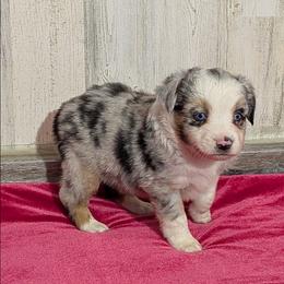 Aubry - Blue merle female Miniature Australian Shepherd puppy in Lufkin, Texas from Texas Lil Cowdogs