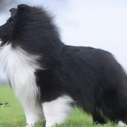 BB8 - Shetland Sheepdog