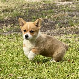 Pembroke Welsh Corgi Puppies from Pembroke Welsh Corgis at Belle Haven