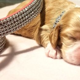 Cocker Spaniel Puppies from Chloe's Cocker Spaniels