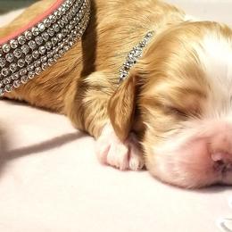 Cocker Spaniel Puppies from Chloe's Cocker Spaniels