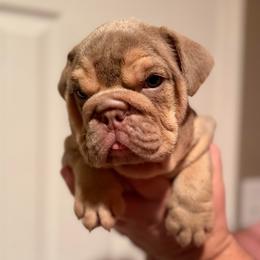 Douglas - Lilac tri-color male Bulldog puppy in Fort Oglethorpe, Georgia from Jhuntfrenchies