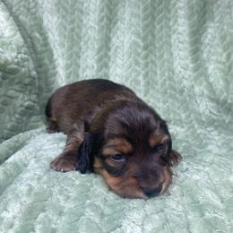 Fritz - Red male Dachshund puppy in Richmond, Virginia from Paw Prints