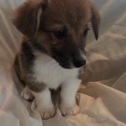 Copper - Red male Pembroke Welsh Corgi puppy in Madera, California from RRR Corgis