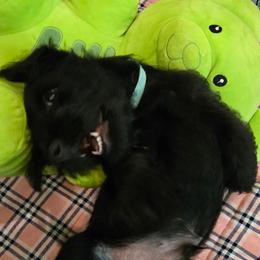 Green - Male5 - Black male Scottish Terrier puppy in Conroe, Texas from Scotch McLaren Terriers