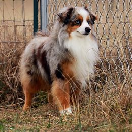 Loki - Toy Australian Shepherd