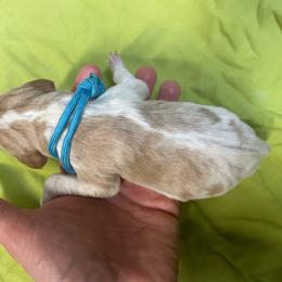 Sky Blue Girl - Orange and white female Pointer puppy in Olympia, Washington from Birdsboro Pointers