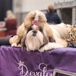 Shih Tzu All Grown Up from Devalon Shih Tzu Palm Beach