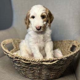 Goldendoodle Puppies from Northeast Iowa Doodles
