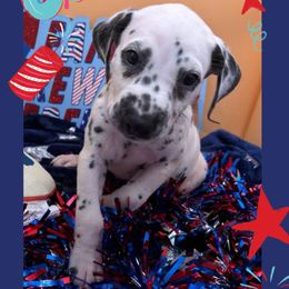 AKC LUA 5th Pick - White and black male Dalmatian puppy in Euless, Texas from 101 Dew Dream Valley Dalmatians