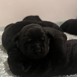 Girl 2 - Black female Labrador Retriever puppy in Woodbury, Connecticut from A Dog’s Life Farm