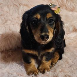 Gashka - Black and tan female Dachshund puppy in Sylvania, Georgia from Dachshund and Co.