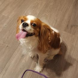 KINGSTON - Cavalier King Charles Spaniel
