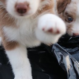Australian Shepherd Puppies from Kiki's Aussies