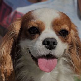 Cooper - Cavalier King Charles Spaniel