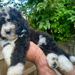 Charlie - Black and white male Bernedoodle puppy in Holt, Missouri from Mindys Doodles