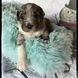 Aussiedoodle and Australian Shepherd Puppies from Dunroamin Farms Australian Shepherds and Aussiedoodles