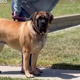 Mastiff All Grown Up from Temblor Mastiffs