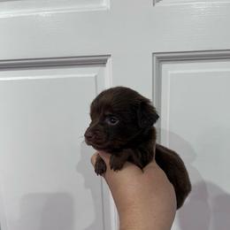 Eloise Bridgerton - Chocolate female Dachshund puppy in Fort Myers, Florida from Lady Margery’s Dachshunds