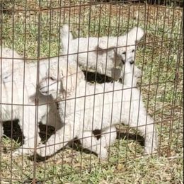 Poodle Puppies from LaTerra Cove Poodles