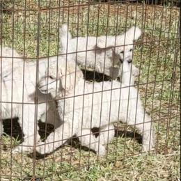 Poodle Puppies from LaTerra Cove Poodles