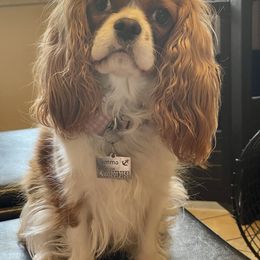 Cavalier King Charles Spaniel Puppies from JoJo’s Cavaliers