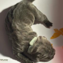 Miracle City Teal - Gray brindle female Cane Corso puppy in Conroe, Texas from Miracle City