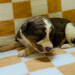 Gus - Merle male Bernedoodle puppy in Holden, Missouri from Mid-West Bernedoodles