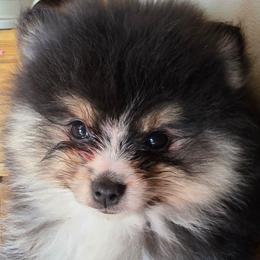 Adkpom Dakoda Tri color sable - silvery undercoat - Tri-colored female Pomeranian puppy in Gloversville, New York from ADKPOM Adirondack Pomeranians