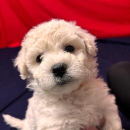 Milo - orange collar - White male Bichon Frise puppy in 63101 (St. Louis Metro Area), Missouri from BichonSTL