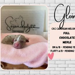 Gloin - Liver and white Cardigan Welsh Corgi puppy in Westminster, Maryland from Serendipity Corgi's