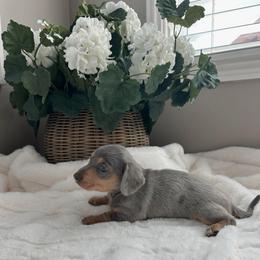 Fairlight - Dapple female Dachshund puppy in San Diego, California from Enchanted little dachshunds