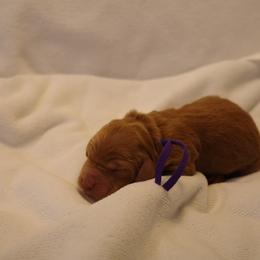 Girl 3 - Apricot female Goldendoodle puppy in Seattle, Washington from Dream Lake Doodles