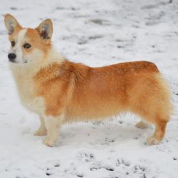 Ollie - Pembroke Welsh Corgi