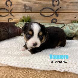 Vaquero - Black tri female Miniature Australian Shepherd puppy in El Dorado Springs, Missouri from OR Aussies