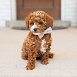 Boy Orange - Red  Goldendoodle puppy in Riverton, Utah from Utah Doodlebug