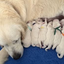 Golden Retrievers from Island Companions