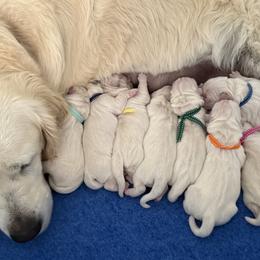 Golden Retrievers from Island Companions