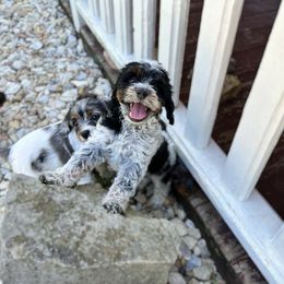 Willow - Tri roan POL - Tri-color female Australian Labradoodle puppy in Wamego, Kansas from Doodles of Oz