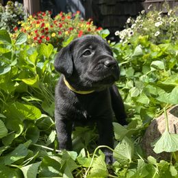 Luke - Black male Labrador Retriever puppy in Alger, Ohio from Osborne Family Retrievers