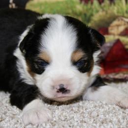 Black Tri-1 - Black tri male Miniature Australian Shepherd puppy in Ronan, Montana from Dirt Road Aussie’s of Montana