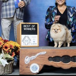 Pomeranian Puppies from Pardi Poms