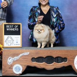 Pomeranian Puppies from Pardi Poms