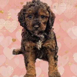 Cupid - Black and tan male Cavapoo puppy in Coshocton, Ohio from Forever Family Puppies