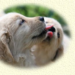 Golden Retriever Puppies from Gower Goldens