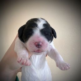 Portuguese Water Dog Puppies from Seaworthy PWD