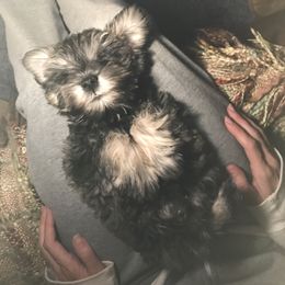 Miniature Schnauzer Puppies from Bear + Bean Schnauzer Farm