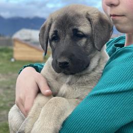 Anatolian Shepherd Dog Puppies from Wild Rooster Family Farm – AKC Anatolian Shepherd Breeder, OFA Health Tested
